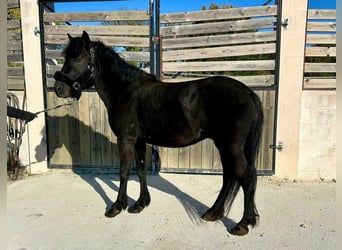 Pottok, Gelding, 4 years, 12,1 hh, Black