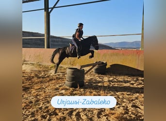 Pottok, Gelding, 4 years, 13 hh, Black