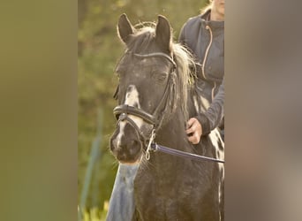 Pottok, Giumenta, 21 Anni, 135 cm, Pezzato