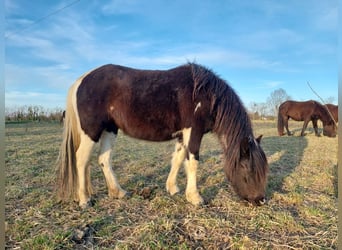 Pottok, Giumenta, 3 Anni, 135 cm, Tobiano-tutti i colori