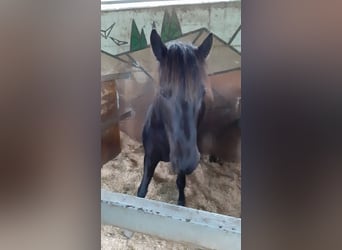 Pottok, Giumenta, 6 Anni, 132 cm, Morello