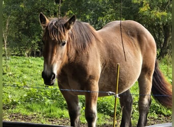 Pottok Croisé, Jument, 3 Ans, 135 cm, Bai brun