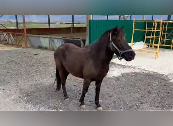 Pottok, Mare, 5 years, 12,2 hh, Black