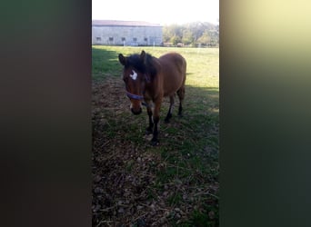 Pottok, Mare, 5 years, 14,1 hh, Brown