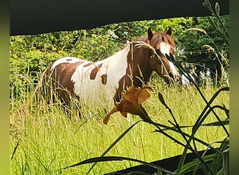 Pottok, Mare, 7 years, 12,1 hh, Pinto