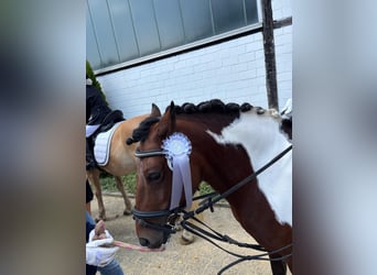 Pottok, Mare, 8 years, 12,2 hh, Pinto
