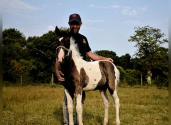 Pottok, Mare, Foal (05/2025), Tobiano-all-colors