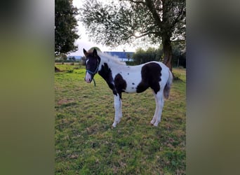 Pottok, Mare, Foal (05/2025), Tobiano-all-colors