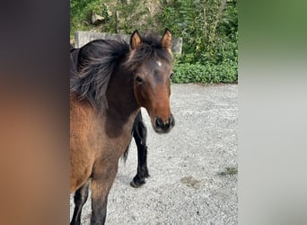 Pottok, Merrie, 1 Jaar, Falbe