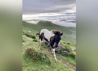 Pottok-ponny, Hingst, 1 år, 140 cm, Pinto