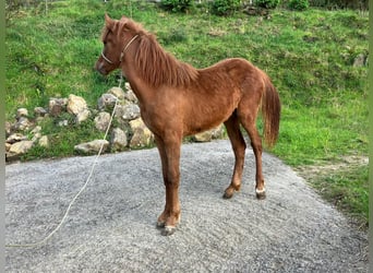 Pottok-ponny, Sto, 1 år, 145 cm