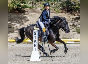 Pottok-ponny, Valack, 12 år, 128 cm, Svart