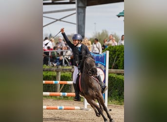 Pottok-ponny, Valack, 12 år, 128 cm, Svart