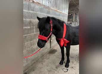 Pottok-ponny, Valack, 4 år, 135 cm, Svart