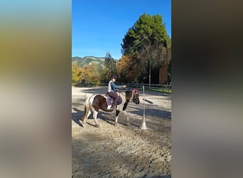 Pottok-ponny, Valack, 8 år, 120 cm