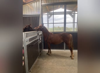 Pottok, Stallion, 1 year, Chestnut-Red