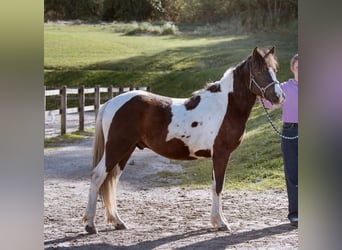 Pottok, Stallion, 2 years, 12.2 hh, Tobiano-all-colors