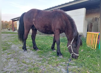 Pottok, Stallion, 2 years, 12,2 hh, Black