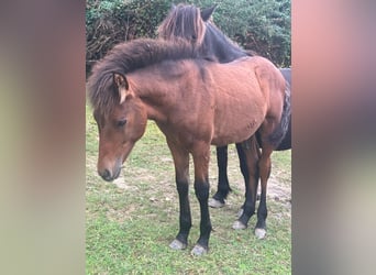 Pottok, Stallion, Foal (04/2024)