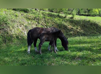 Pottok, Stute, 6 Jahre, 130 cm