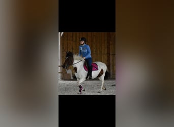 Pottok, Stute, 6 Jahre, 134 cm
