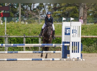 Pottok, Wallach, 13 Jahre, 128 cm