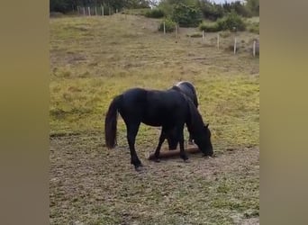 Pottok, Wallach, 2 Jahre, Rappe