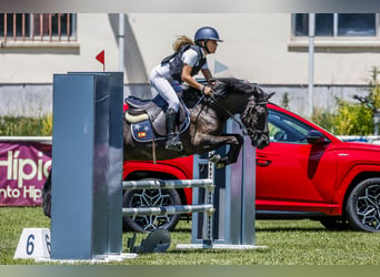 Pottoka, Caballo castrado, 12 años, 128 cm, Negro