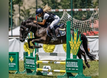 Pottoka, Caballo castrado, 13 años, 128 cm, Negro