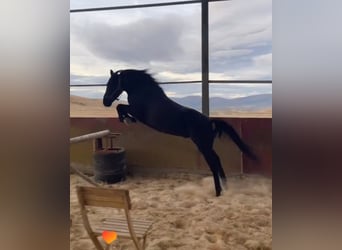 Pottoka, Caballo castrado, 4 años, 133 cm, Negro