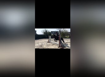 Pottoka, Caballo castrado, 6 años, 123 cm, Negro