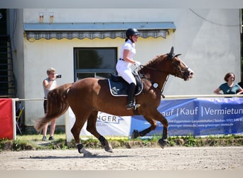 Południowoniemiecki koń zimnokrwisty, Klacz, 17 lat, 161 cm, Ciemnokasztanowata
