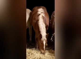 Południowoniemiecki koń zimnokrwisty, Klacz, 1 Rok, Kasztanowata