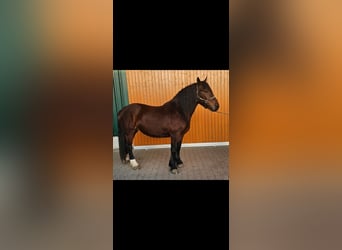 Południowoniemiecki koń zimnokrwisty, Klacz, 3 lat, 162 cm, Gniada