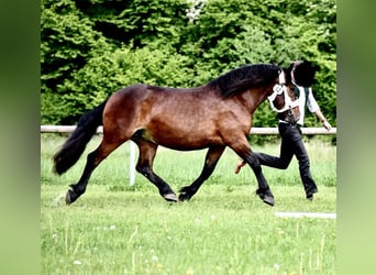 Południowoniemiecki koń zimnokrwisty, Klacz, 4 lat, 163 cm, Ciemnogniada