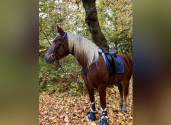 Południowoniemiecki koń zimnokrwisty, Klacz, 4 lat, 165 cm, Kasztanowata