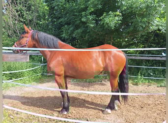 Południowoniemiecki koń zimnokrwisty, Klacz, 4 lat, 170 cm, Gniada