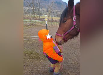Południowoniemiecki koń zimnokrwisty, Klacz, 4 lat, 170 cm, Gniada