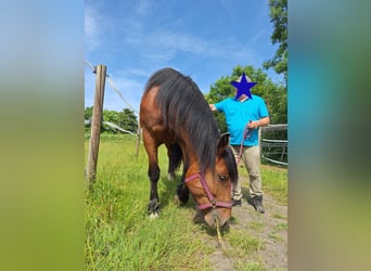 Południowoniemiecki koń zimnokrwisty, Klacz, 4 lat, 170 cm, Gniada