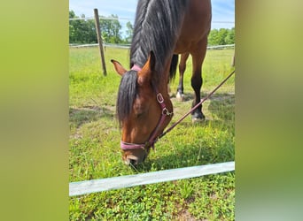 Południowoniemiecki koń zimnokrwisty, Klacz, 4 lat, 170 cm, Gniada