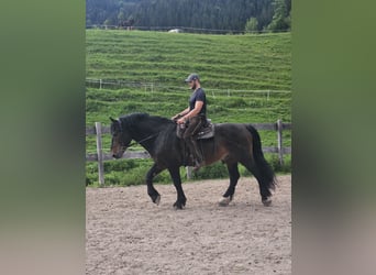 Południowoniemiecki koń zimnokrwisty, Ogier, 13 lat, 170 cm, Gniada