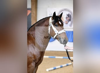 Południowoniemiecki koń zimnokrwisty, Ogier, 3 lat, 165 cm, Gniada