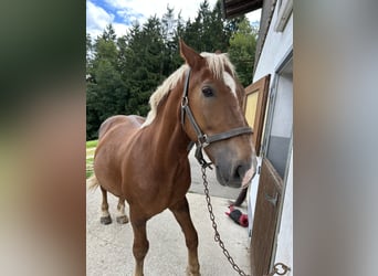 Południowoniemiecki koń zimnokrwisty, Ogier, 8 lat, 160 cm, Kasztanowata