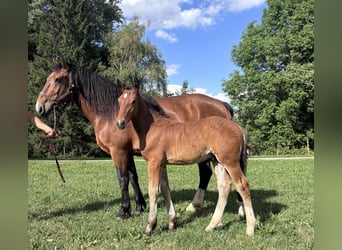 Południowoniemiecki koń zimnokrwisty, Ogier, Źrebak (05/2026), Gniada