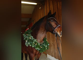 Południowoniemiecki koń zimnokrwisty, Wałach, 10 lat, 175 cm, Jasnogniada