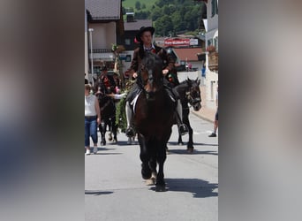 Południowoniemiecki koń zimnokrwisty, Wałach, 13 lat, 165 cm, Gniada
