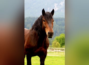Południowoniemiecki koń zimnokrwisty, Wałach, 13 lat, 165 cm, Gniada