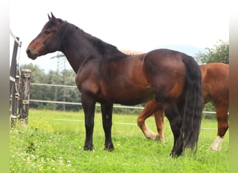 Południowoniemiecki koń zimnokrwisty, Wałach, 13 lat, 165 cm, Gniada