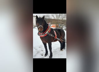 Południowoniemiecki koń zimnokrwisty, Wałach, 13 lat, 170 cm, Gniada
