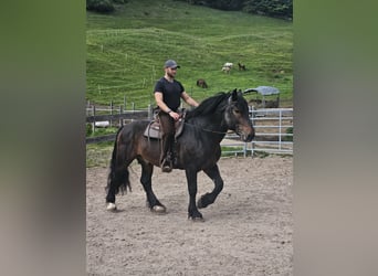 Południowoniemiecki koń zimnokrwisty, Wałach, 13 lat, 170 cm, Gniada